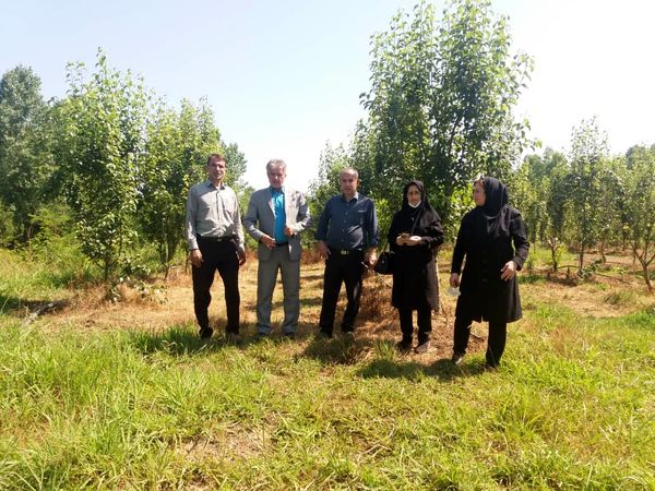 بازدید مدیر جهاد کشاورزی لاهیجان از مجتمع ۱۲ هکتاری شهرستان