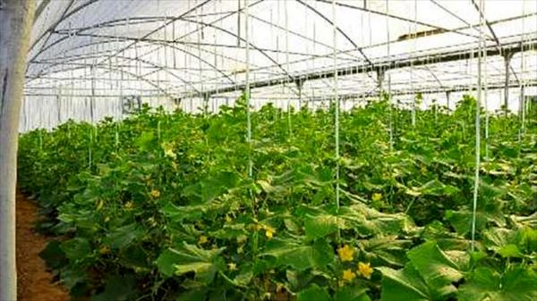افزایش 10 تا 12 برابری عملکرد محصولات باغی و بهره وری مصرف آب با احداث گلخانه