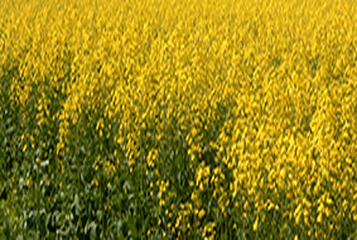 بیش از 400 هزار تن کلزا امسال تولید شد