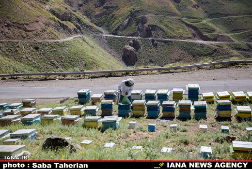 پرورش زنبور