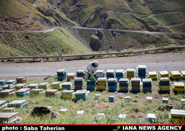 پرورش زنبور