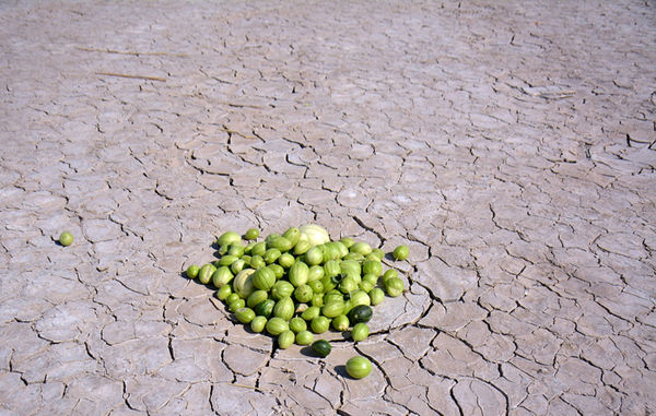  استفاده بهینه کشاورزان از خشکسالی هامون/تصاویر
