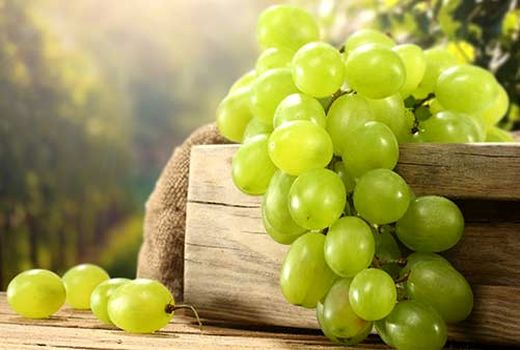 برداشت ۱۵هزار تن انگور عسکری از تاکستان‌های جهرم