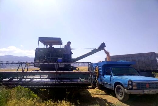 برداشت کلزا و گندم در شهرستان جلفا