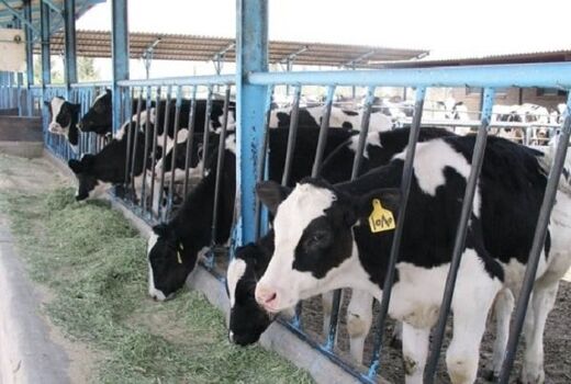 اتمام طرح هویت گذاری دام های سبک و سنگین