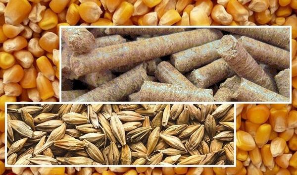 190 هزار تن نهاده‌ دامی در قزوین توزیع شد