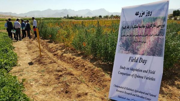 کاشت آزمایشی محصول کینوا برای اولین بار  در دهلران
