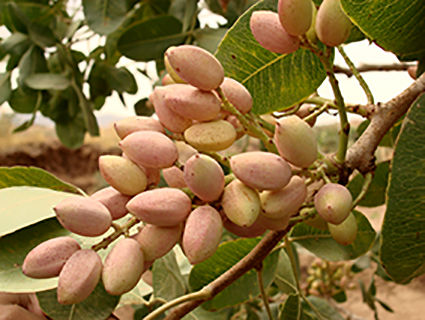 آغاز برداشت پسته از هفت هزار هکتار از باغات استان قزوین 