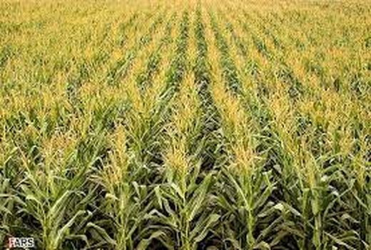 برداشت ذرت در استان آغاز شد