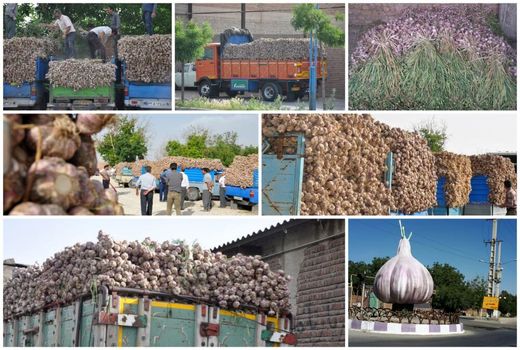 تولید 10 درصد سیر کشور در استان آذربایجان شرقی