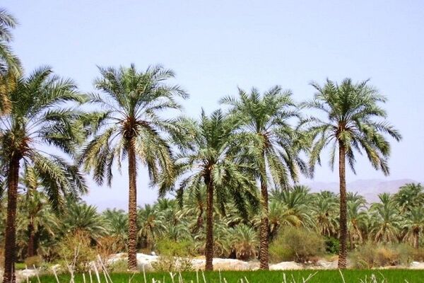 سیره علوی؛ زمین، کار، معیشت