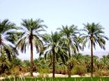 سیره علوی؛ زمین، کار، معیشت