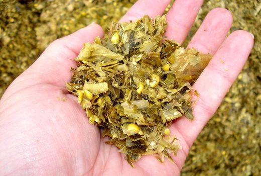 سیلاژ خوراک کامل؛ روشی نوین برای افزایش بهره‌وری در تغذیه دام‌ها است