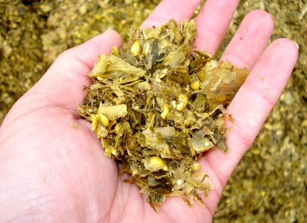 سیلاژ خوراک کامل؛ روشی نوین برای افزایش بهره‌وری در تغذیه دام‌ها است