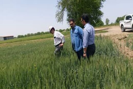 اجرای طرح آزمایشی سموم جایگزین سم رایج مبارزه با آفت سن گندم در شهرستان آبیک 