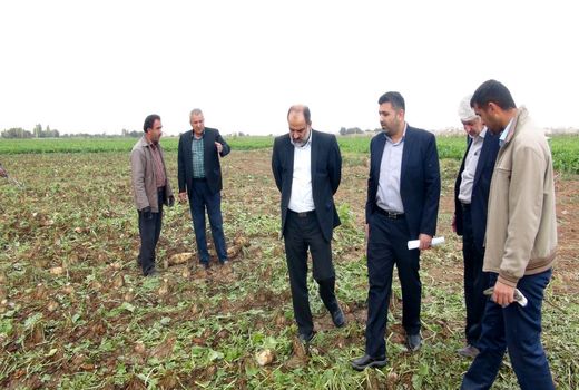 کاشت چغندرقند موجب بهبود الگوی کشت می‌شود