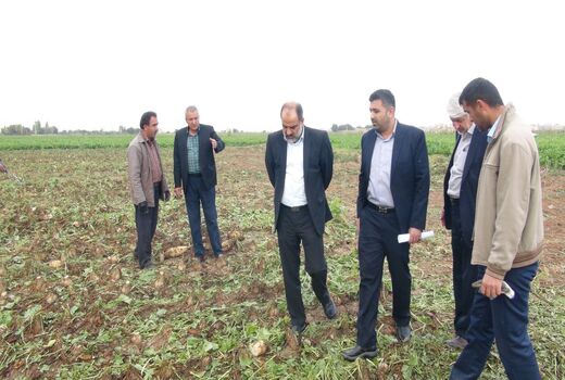 کاشت چغندرقند موجب بهبود الگوی کشت می‌شود