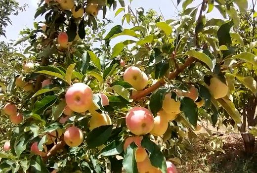 برداشت 8 هزار تن سیب گلاب