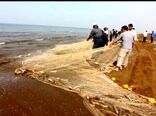 درآمد ۴۷۰ میلیارد ریالی صیادان گلستانی از صید ۱۹۶ تن ماهی