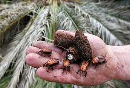 اجرای مستمر ردیابی آفت قرنطینه‌ای سرخرطومی حنایی خرما در آبادان