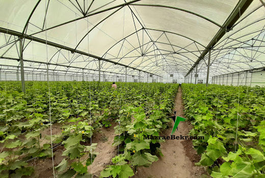 هدف گذاری ایجاد 200 هکتار گلخان هدر خراسان شمالی طی برنامه ششم و افق 1404  