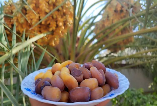 آغاز برداشت رطب و خرما در شهرستان زرین دشت