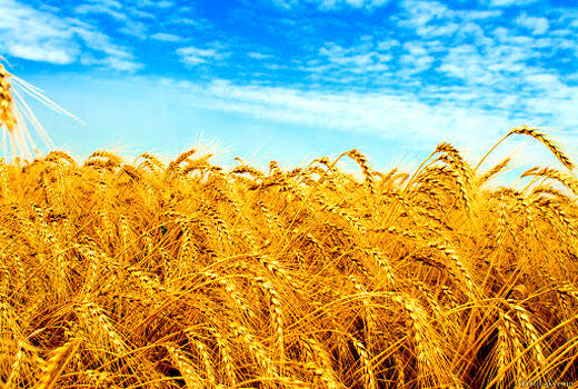 افزایش نرخ گندم، خرید این محصول را در آذربایجان غربی افزایش خواهد داد