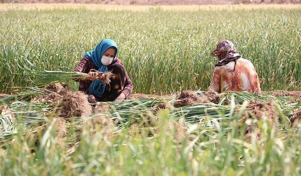 خوداتکایی، سپر دفاعی بخش کشاوزی