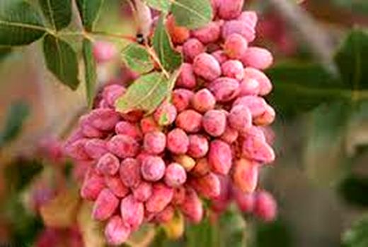 تولید 13 هزار تن پسته در نی ریز