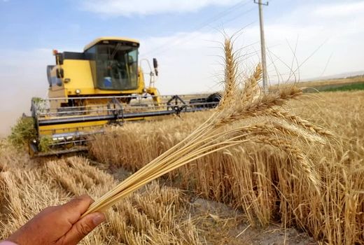 کشاورزی ایران در گرو الگوی کشت عملیاتی و عملیاتی شدن الگوی کشت