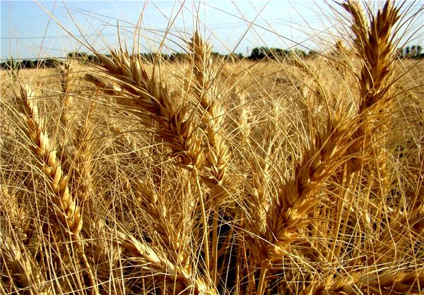 کیل گیری مزارع گندم آبی در شهرکرد