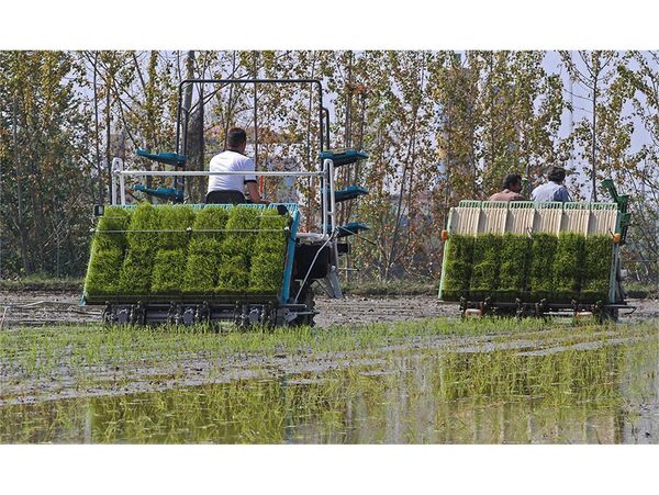 کشت مکانیزه برنج در 97 هزار هکتار از شالیزارهای مازندران