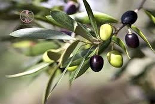 برداشت زیتون در شهرستان ارزوئیه