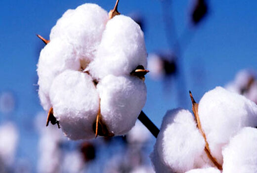 افزایش 8 درصدی سطح زیر کشت پنبه در سال زراعی جاری