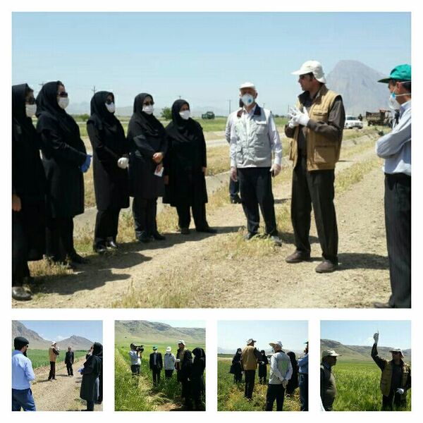  بازدید از سایت الگویی تولیدی گندم روستای سمنگان سفلی واقع در شهرستان صحنه
