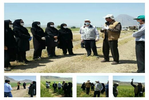  بازدید از سایت الگویی تولیدی گندم روستای سمنگان سفلی واقع در شهرستان صحنه