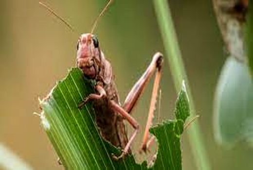 پیش‌بینی مبارزه با ملخ‌های بومی در سطح ۲۵۰ هزار هکتار/ 