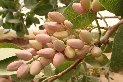 برداشت پسته از سطح 4750 هکتار از باغات استان قزوین آغاز شد