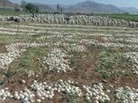 کاهش قیمت پیاز با کشت مکانیزه