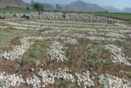 کاهش قیمت پیاز با کشت مکانیزه