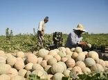 طالبیِ شیرینِ و آبدارِ بادرود به بازار رسید