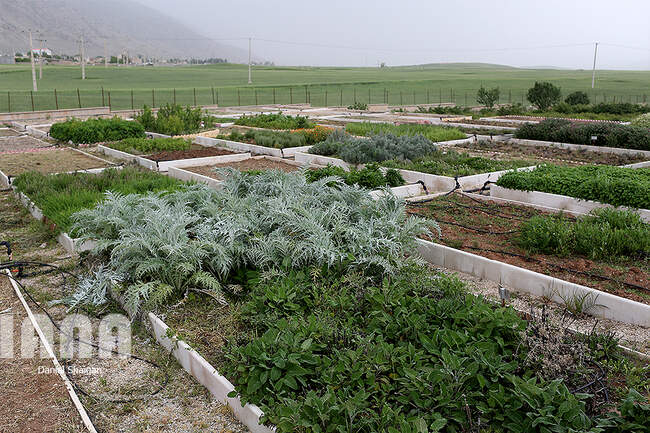 افسنطین