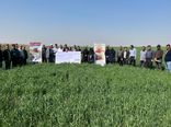بازدید کشاورزان پیشرو مرودشتی از مزارع کشاورزی حفاظتی خوزستان