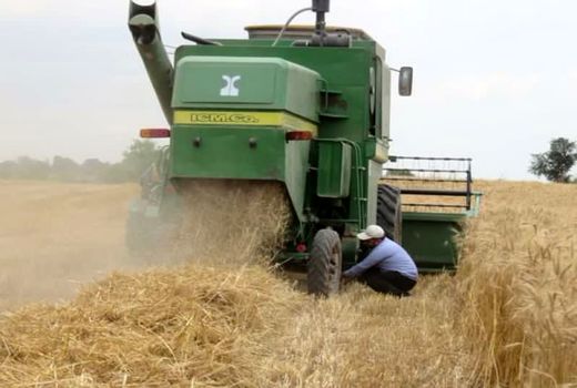 برداشت گندم از مزارع شیراز آغاز شد