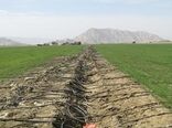 دو طرح آب و خاک و دامپروری شهرستان راور در هفته جهاد کشاورزی به بهره برداری می رسد