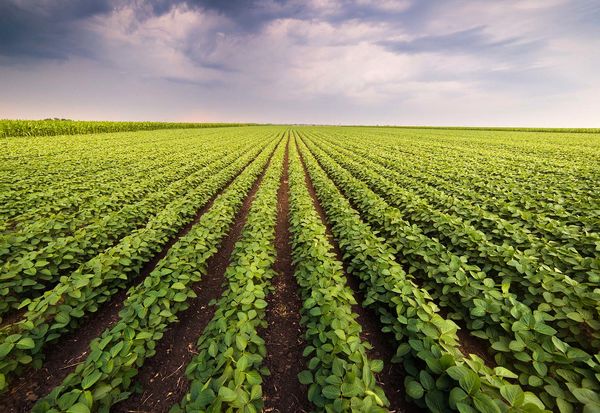 حمایت گسترده کشورهای توسعه یافته از بخش کشاورزی