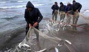 بیش از ۱۲۵ تن ماهی در نوار ساحلی گلستان صید شد