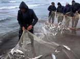 بیش از ۱۲۵ تن ماهی در نوار ساحلی گلستان صید شد