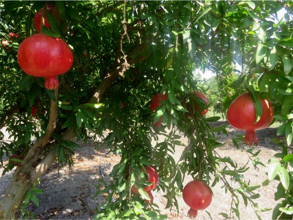 پیش‌بینی برداشت 7 هزار تن انار در گلوگاه