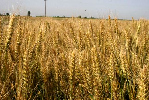 خرید 102 هزار تن گندم از کشاورزان مازندران